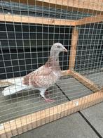 Vale postduif te koop, Dieren en Toebehoren, Vogels | Duiven, Vrouwelijk, Postduif