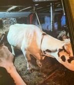 Gevraagd:Hang nylon/riem, Meerdere dieren