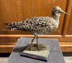 Opgezette Kemphaan taxidermy Soeters Apeldoorn 1953, Ophalen of Verzenden, Zo goed als nieuw