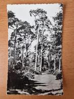 Zeist, Zeisterbosch, uitgave v.d. Berg's, Ophalen of Verzenden, 1940 tot 1960, Gelopen, Utrecht