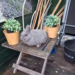 Feh kleurdwerg rammetje, Dieren en Toebehoren, Konijnen, Mannelijk, Dwerg