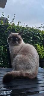 Kat Filip vermist/gestolen Berghem, Dieren en Toebehoren, Kat