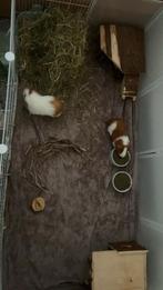 2 cavia’s (evt incl kooi en toebehoren), Dieren en Toebehoren, Knaagdieren, Mannelijk, Tam, Maart, Cavia