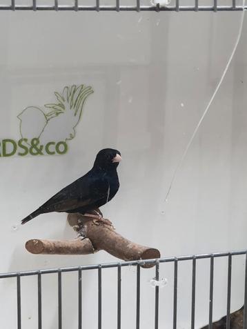 Mooi koppel Staalvinken beschikbaar beschikbaar voor biedingen