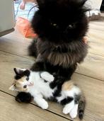 Kittens Pers x Europese, Meerdere dieren, Kortharig, 0 tot 2 jaar