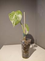 Monstera Albo Variegata jonge plant  nr 9, Huis en Inrichting, Kamerplanten, Ophalen of Verzenden, Halfschaduw, Minder dan 100 cm