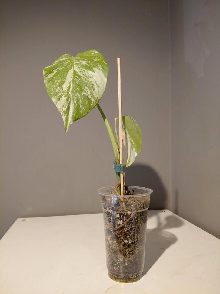 Monstera Albo Variegata jonge plant  nr 9, Huis en Inrichting, Kamerplanten, Minder dan 100 cm, Halfschaduw, Ophalen of Verzenden