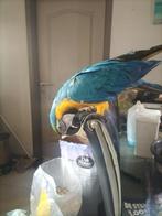 Ara man 6 jaar, Dieren en Toebehoren, Vogels | Parkieten en Papegaaien, Mannelijk, Papegaai