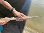 Zeldzame vijvervis! Kaaiman snoek (roofvis) snoekbaars baars, Karper of Koi