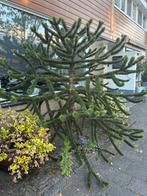 Schiterende Araucaria (apenboom), Ophalen, Volle zon, Overige soorten