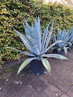 3 mooie grote Agave Americana, Tuin en Terras, Planten | Struiken en Hagen, Ophalen