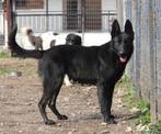 Nala een mooie herdermix, Dieren en Toebehoren, Particulier, Rabiës (hondsdolheid), 1 tot 2 jaar, Buitenland