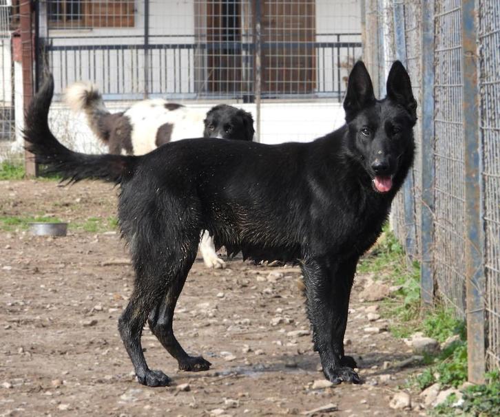 Nala een mooie herdermix, Dieren en Toebehoren, Honden | Niet-rashonden, Middel, Teef, Particulier, Eén hond, Buitenland, 1 tot 2 jaar