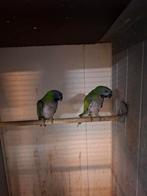 Derbyans, Dieren en Toebehoren, Vogels | Parkieten en Papegaaien, Geslacht onbekend, Papegaai, Geringd