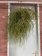 Rhipsalis bacciferi ‘ Shaferi’, Ophalen of Verzenden, Overige soorten, Minder dan 100 cm