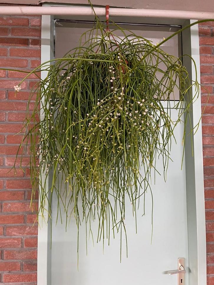 Rhipsalis bacciferi ‘ Shaferi’, Huis en Inrichting, Kamerplanten, Overige soorten, Minder dan 100 cm, Ophalen of Verzenden