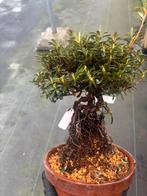 Azalea ( exposed roots) bonsai, Tuin en Terras, Halfschaduw, Overige soorten, Lente, Minder dan 100 cm