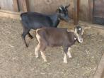 Te koop 2 mooie jonge dwerggeitjes., Dieren en Toebehoren, Schapen, Geiten en Varkens, Vrouwelijk, Geit, 0 tot 2 jaar