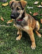 Deze pupjes zijn beschikbaar voor adoptie., Dieren en Toebehoren, Particulier, Rabiës (hondsdolheid), Overige rassen, 8 tot 15 weken