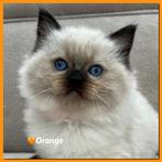 Zenzidolls Ragdoll kittens met stamboom, gechipt en 2x geënt, Dieren en Toebehoren, Katten en Kittens | Raskatten | Langhaar, Meerdere dieren