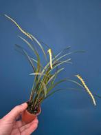 Orchidee Dendrochilum javieri p7 (2)