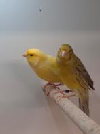 Diverse kleuren kanaries, Meerdere dieren