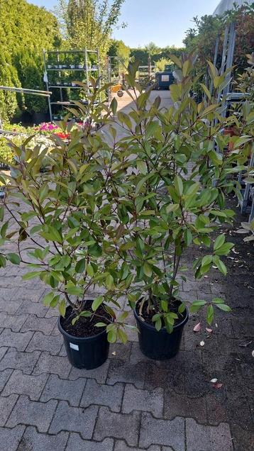 Photinia Red Robin - Glansmispel  - Struiken - haag beschikbaar voor biedingen