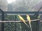 Halsbandparkieten, Dieren en Toebehoren, Vogels | Parkieten en Papegaaien, Meerdere dieren, Parkiet, Geringd