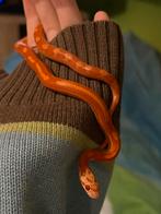 Pantherophis Guttatus 1.0, Dieren en Toebehoren, Reptielen en Amfibieën, Slang, 0 tot 2 jaar