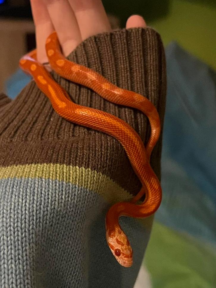 Pantherophis Guttatus 1.0, Dieren en Toebehoren, Reptielen en Amfibieën, Slang, 0 tot 2 jaar