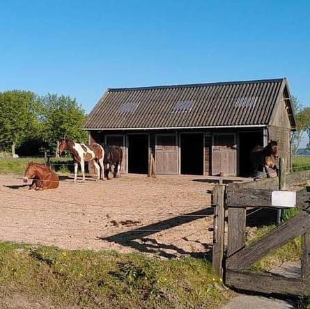Stalling met weidegang aangeboden nabij stad Groningen, Dieren en Toebehoren, Stalling en Weidegang, Stalling, Weidegang