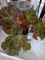 Begonia Rajah plant, Tuin en Terras, Ophalen of Verzenden, Overige soorten, Volle zon