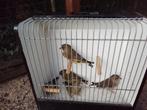 Te koop Schotse groenlingen, Meerdere dieren, Wildzangvogel, Geringd