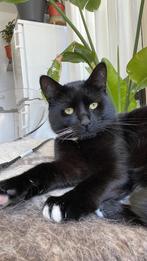 Vermist kater van 1 jaar oud, Kat