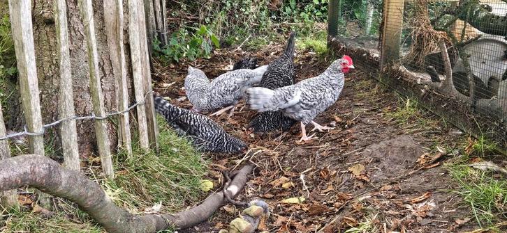 Friese hoender Koekkoek - kip kuiken hen haan, Dieren en Toebehoren, Pluimvee, Kip, Mannelijk