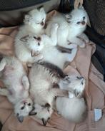 Ragdoll kittens stamboom - erkende cattery/geteste ouders, Dieren en Toebehoren, Katten en Kittens | Raskatten | Langhaar, Meerdere dieren