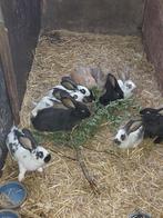 Jonge konijnen, Lotharingen x Vlaamse reus, Dieren en Toebehoren, Konijnen, Meerdere dieren, Groot, 0 tot 2 jaar