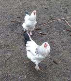 Brahma hanen, Dieren en Toebehoren, Pluimvee, Mannelijk, Kip