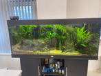 Aquarium planten., Overige typen, Zoetwatervis