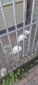 Dwergkonijntje voedster 6 maanden oud zoekt een goed huisje, Dieren en Toebehoren, Konijnen, Vrouwelijk