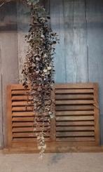 Kunstplant hangplant, Ophalen of Verzenden, La Rentree, J.vanhijum@kpnmail.nl, Canadezenlaan 4 Dokkum