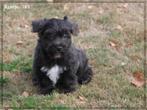 Mooie Boomer pups, Nederland, Overige rassen, 8 tot 15 weken, CDV (hondenziekte)