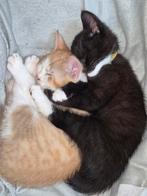 Oranje katertje 11 weken oud zoekt goudenmandje, Dieren en Toebehoren, Katten en Kittens | Overige Katten, Kater, 0 tot 2 jaar