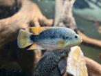 Amphilophus istlanum cichlide, Vis