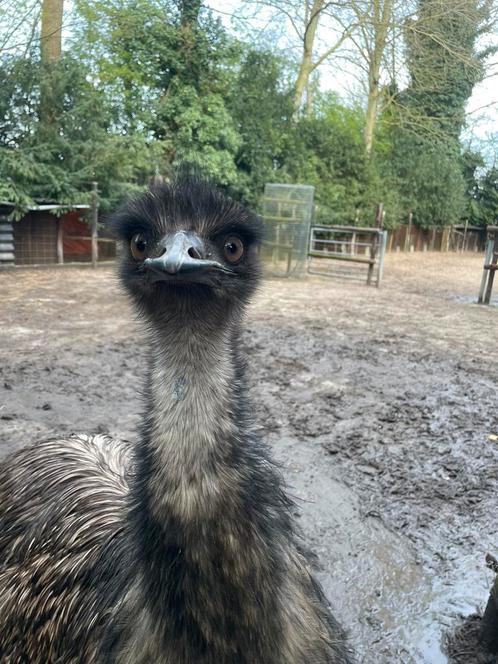 Emoe man zoekt huis!, Dieren en Toebehoren, Overige Dieren