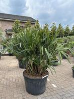 Rhapidophyllum hystrix 140/160 cm planthoogte te koop, In pot, Zomer, Volle zon, Ophalen of Verzenden