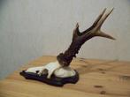 300 gram donkerbruin ree gewei, Ophalen of Verzenden, Zo goed als nieuw, Hert, Gewei of Kop