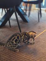 Bengaal kittens SHOWKWALITEIT bengalen stamboom, Dieren en Toebehoren, Katten en Kittens | Raskatten | Korthaar, Meerdere dieren