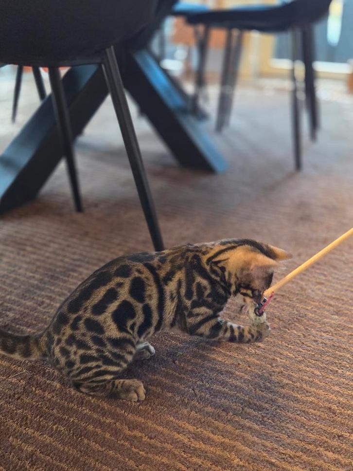 Bengaal kittens SHOWKWALITEIT bengalen stamboom, Dieren en Toebehoren, Katten en Kittens | Raskatten | Korthaar, Meerdere dieren
