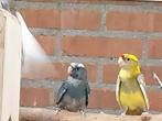 Te koop 4 mooie penant rosella's, Meerdere dieren, Tropenvogel, Geringd